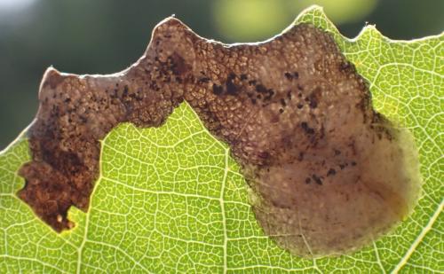 Agromyza albitarsis